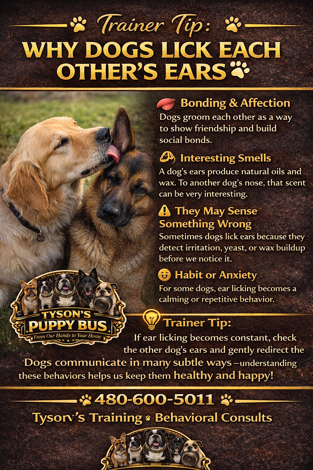 puppybus